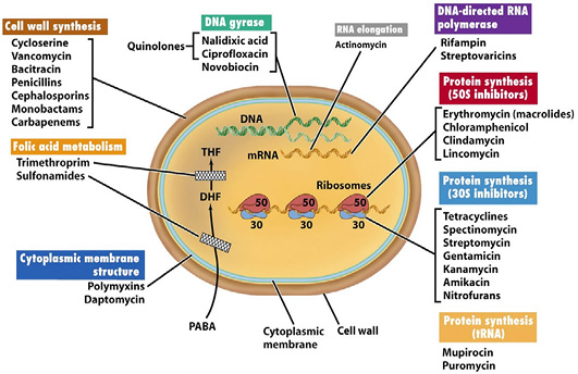 staphylococcus-aureus-a-review-of-antimicrobial-resistance-mechanisms